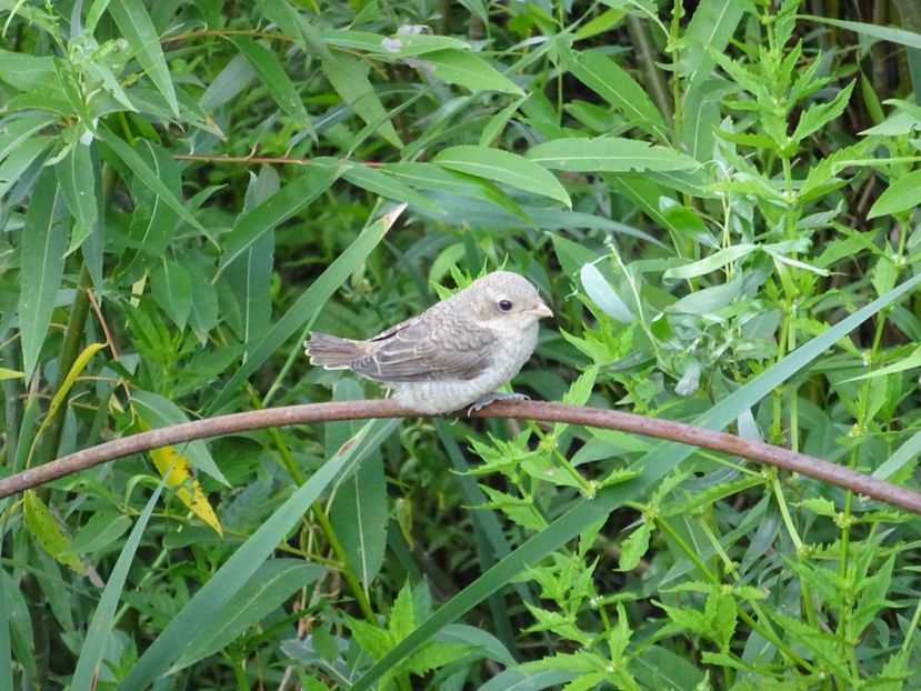 87cS - Pui de sfrancioc - Pasari din Bucuresti P-Z