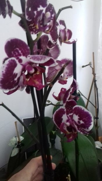  - 003-1 ORHIDEE