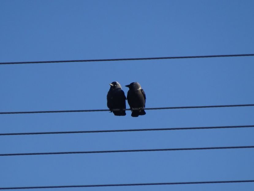 90bP - Stancuta - Pasari din Bucuresti P-Z