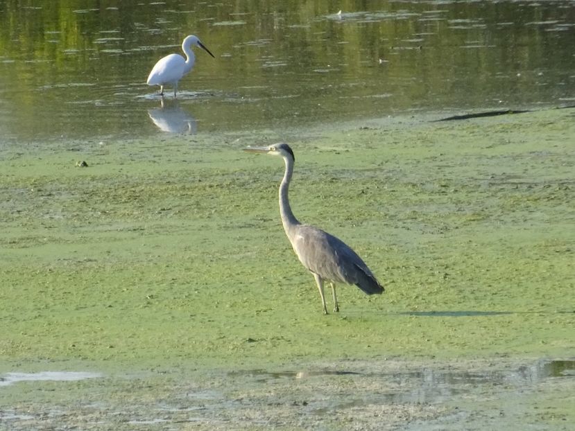91bT - Starc cenusiu - Pasari din Bucuresti P-Z