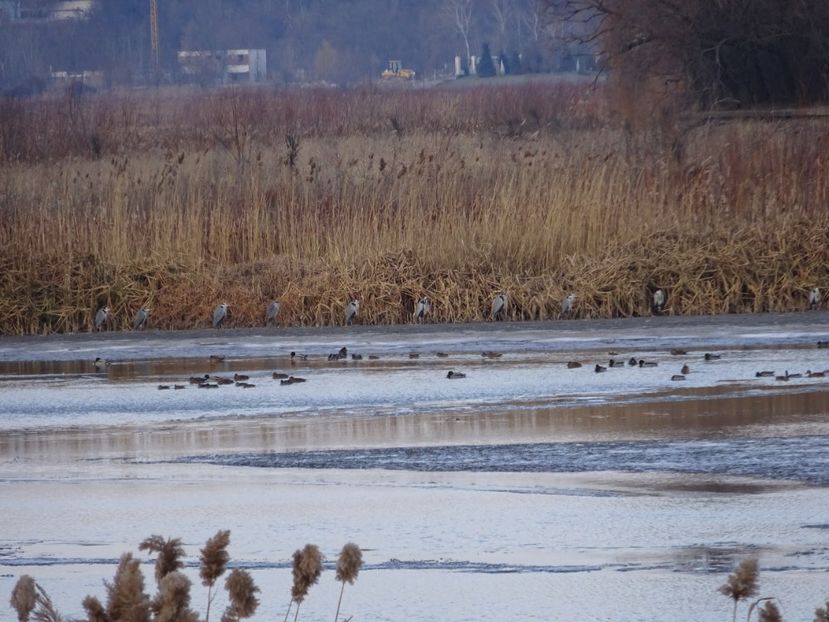 91dT - Starc cenusiu - Pasari din Bucuresti P-Z
