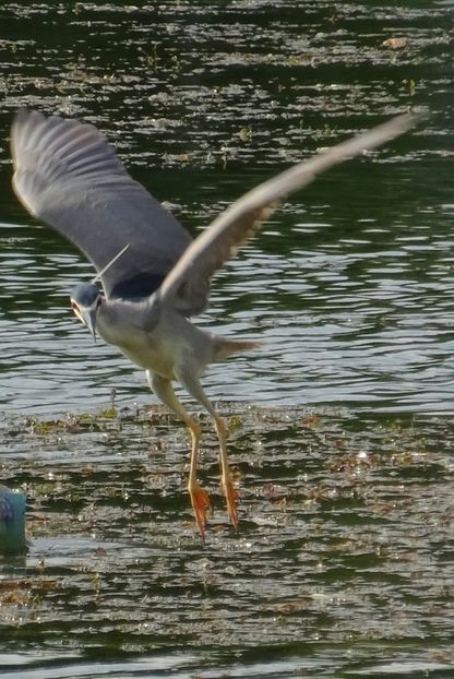 92aP - Starc de noapte - Pasari din Bucuresti P-Z