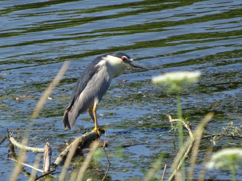 92bC - Starc de noapte - Pasari din Bucuresti P-Z