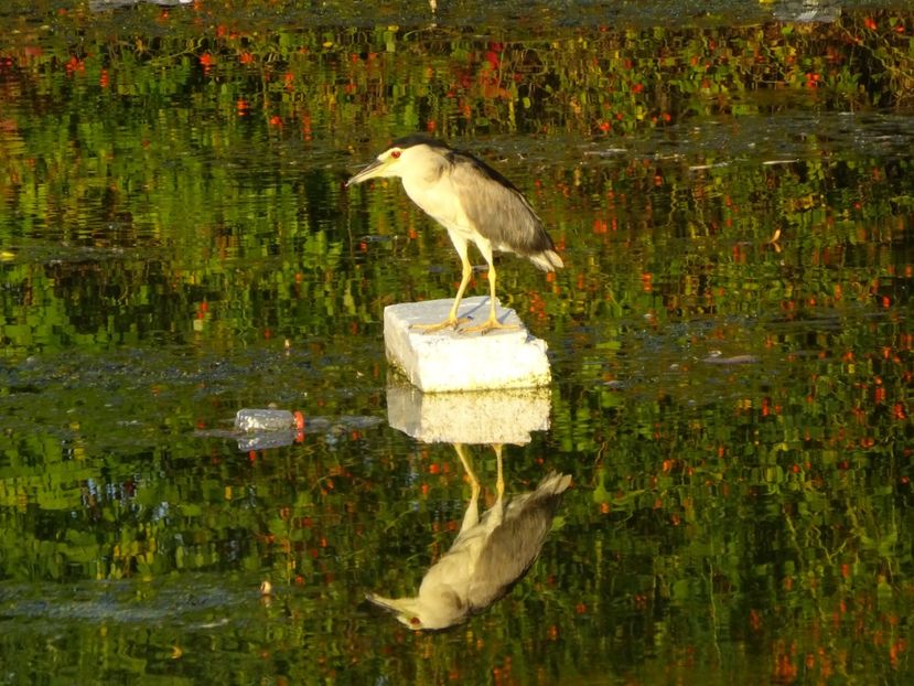 92cP - Starc de noapte - Pasari din Bucuresti P-Z