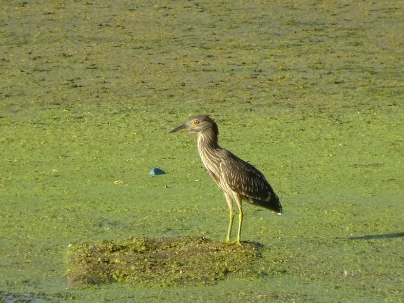 93aCo - Starc juvenil - Pasari din Bucuresti P-Z
