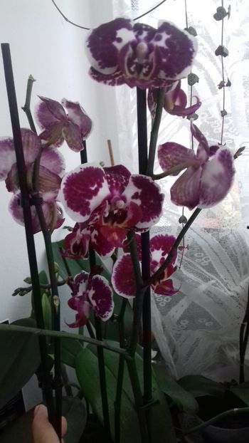 O frumusete primita de ziua mea - 003-1 ORHIDEE