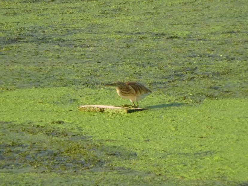 94bCo - Starc - Pasari din Bucuresti P-Z