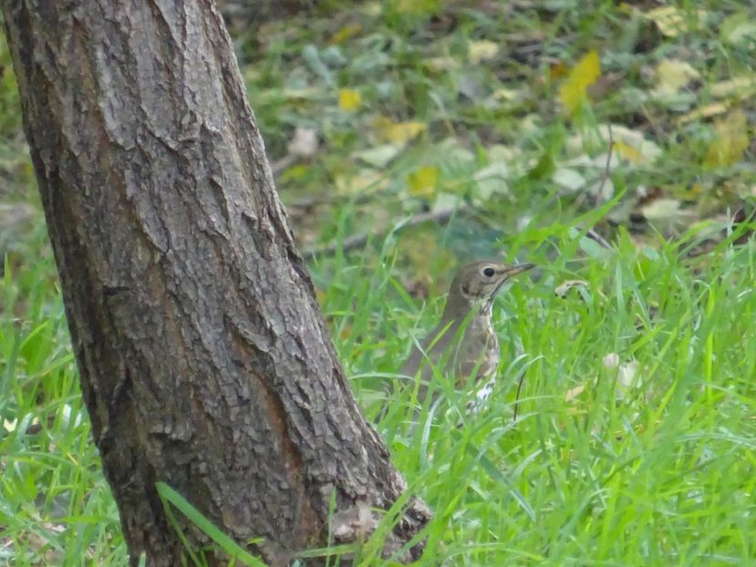 98aT - Sturz - Pasari din Bucuresti P-Z