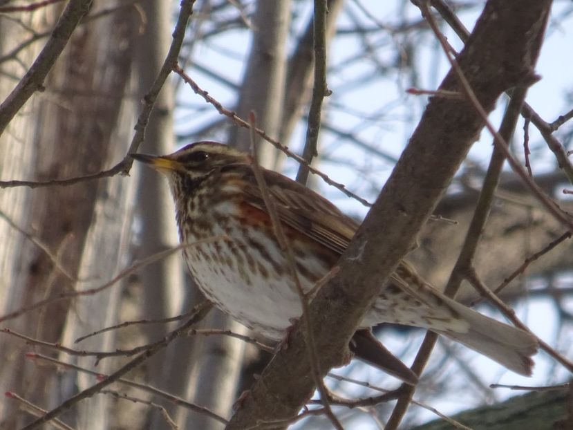 99aT - Sturzul viilor - Pasari din Bucuresti P-Z