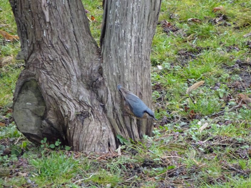 101aT - Ticlean - Pasari din Bucuresti P-Z