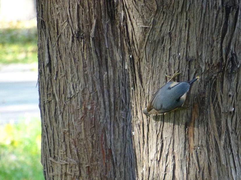 101bT - Ticlean - Pasari din Bucuresti P-Z