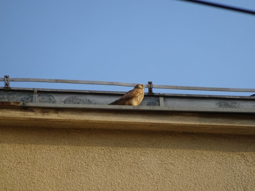 103aT - Vanturel - Pasari din Bucuresti P-Z