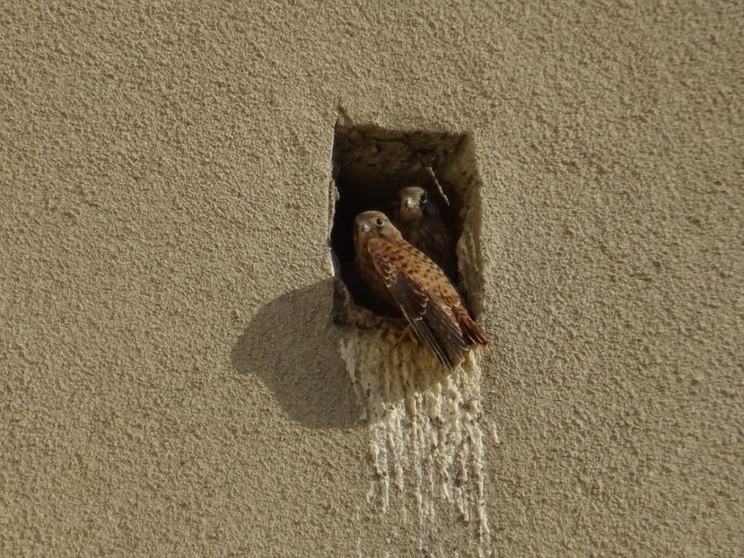 103bT - Vanturel - Pasari din Bucuresti P-Z