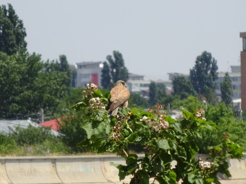 103cLM - Vanturel - Pasari din Bucuresti P-Z