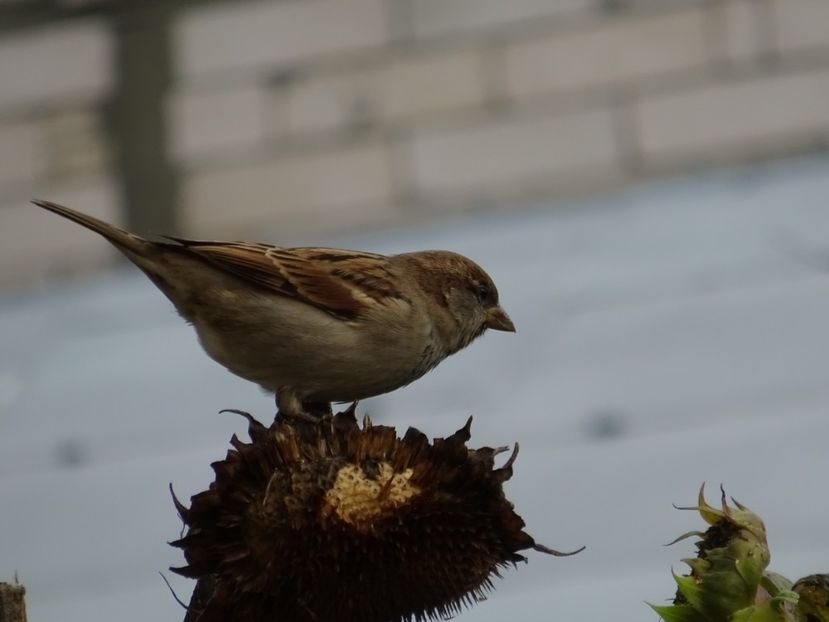 104bP - Vrabie - Pasari din Bucuresti P-Z