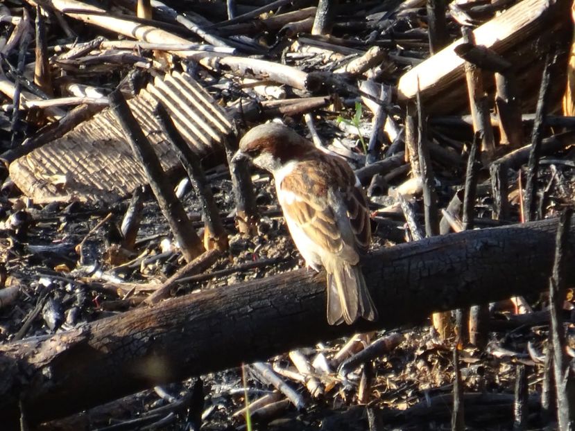 104cT - Vrabie - Pasari din Bucuresti P-Z