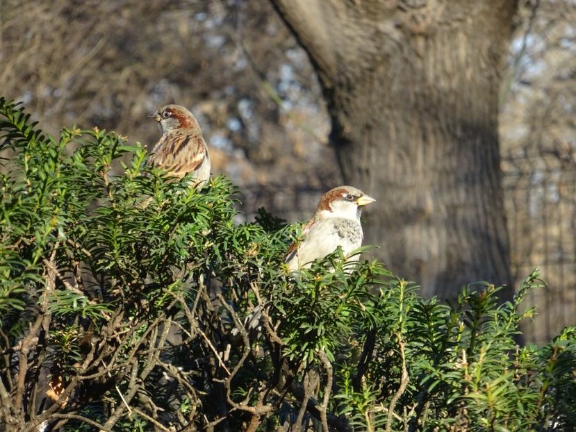 104dT - Vrabie - Pasari din Bucuresti P-Z