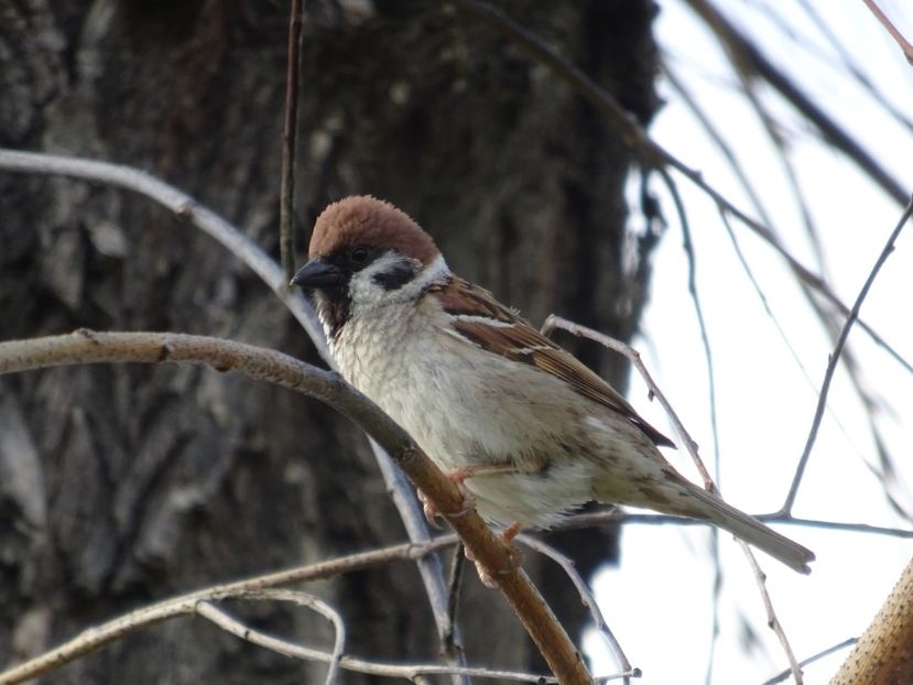 105bT - Vrabie de camp - Pasari din Bucuresti P-Z