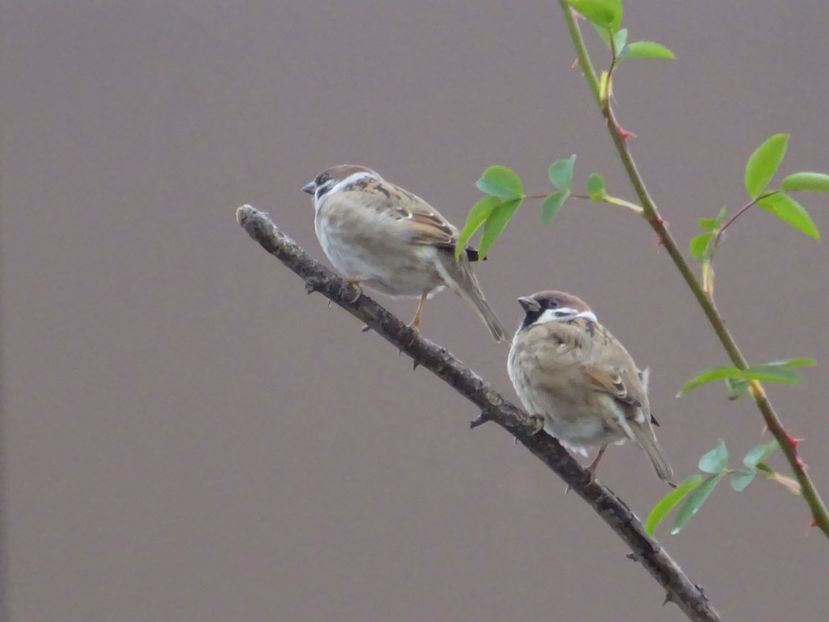 105dT - Vrabie de camp - Pasari din Bucuresti P-Z