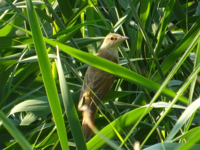 107aT - Pasari din Bucuresti P-Z