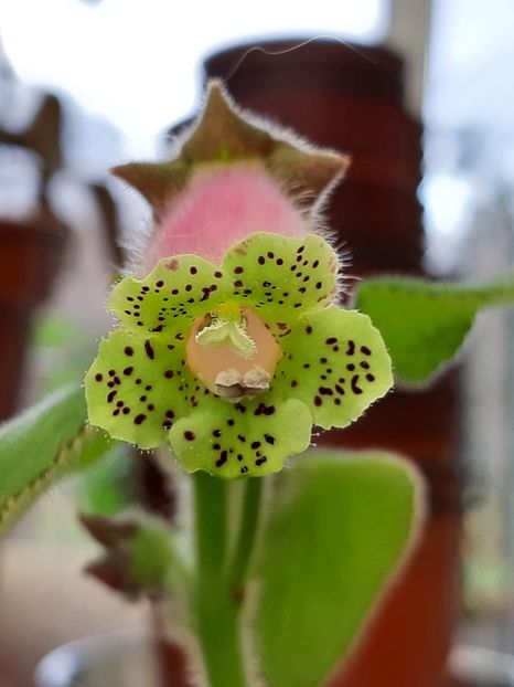 K. Warscewieczii - Achimenes și kohleria 2019