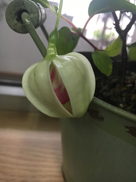 32AC50EF-88AF-4660-B2D8-B7B84D9F3A54 - Fucsii 2019