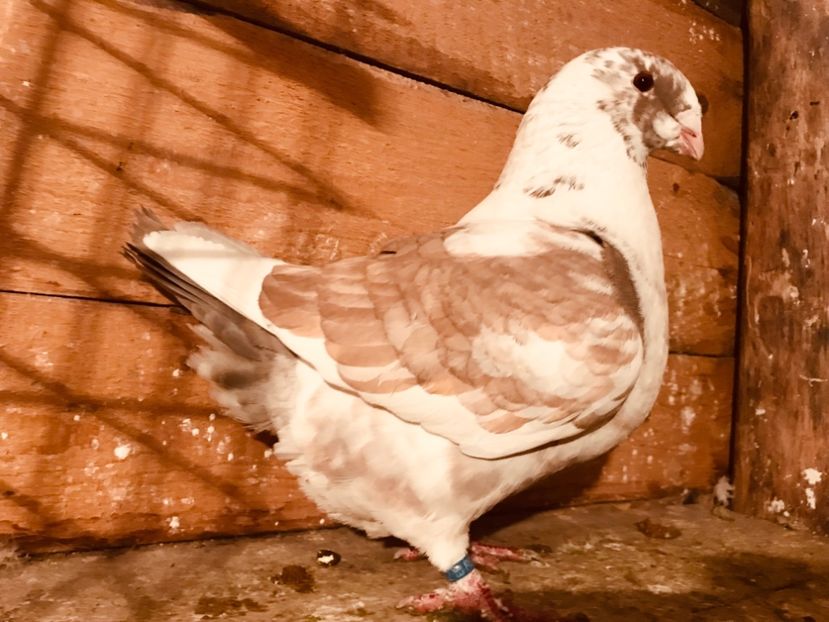 Femela 2018 - 2-matca agh 2019