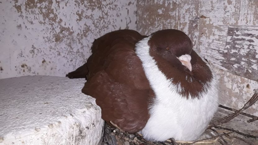  - porumbei strasseri