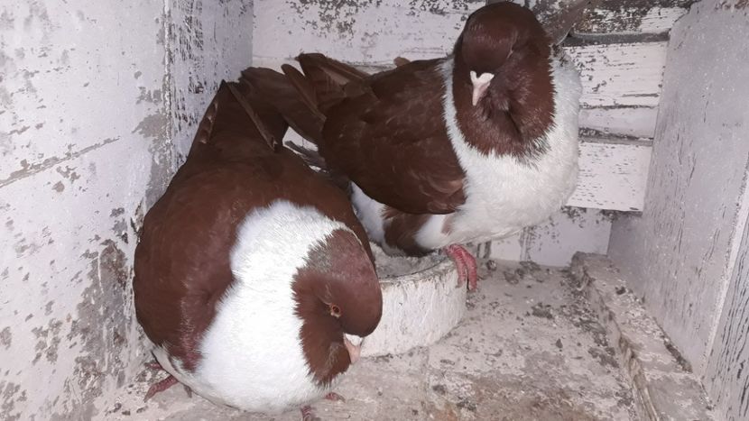  - porumbei strasseri