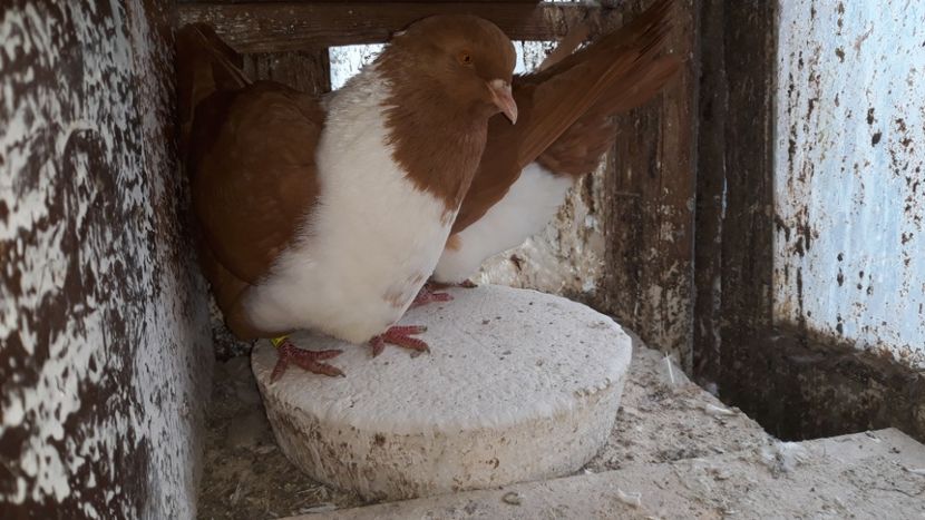  - porumbei strasseri