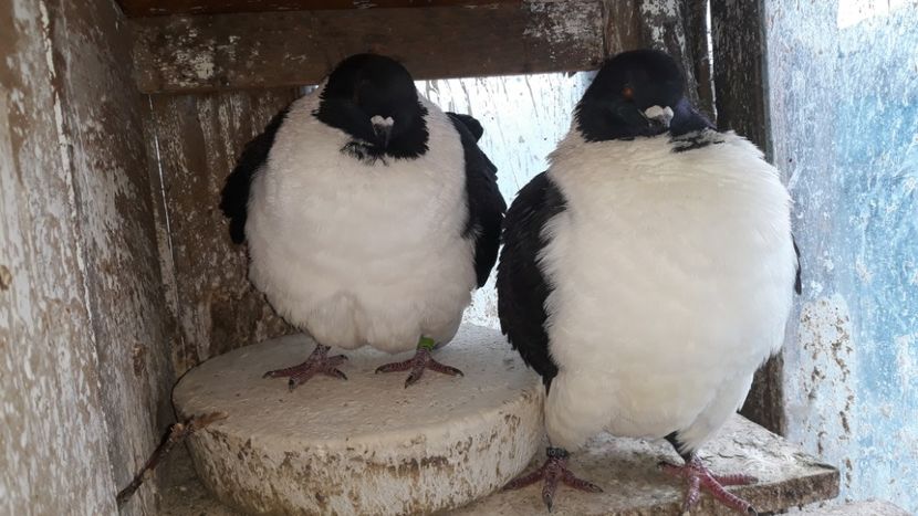  - porumbei strasseri