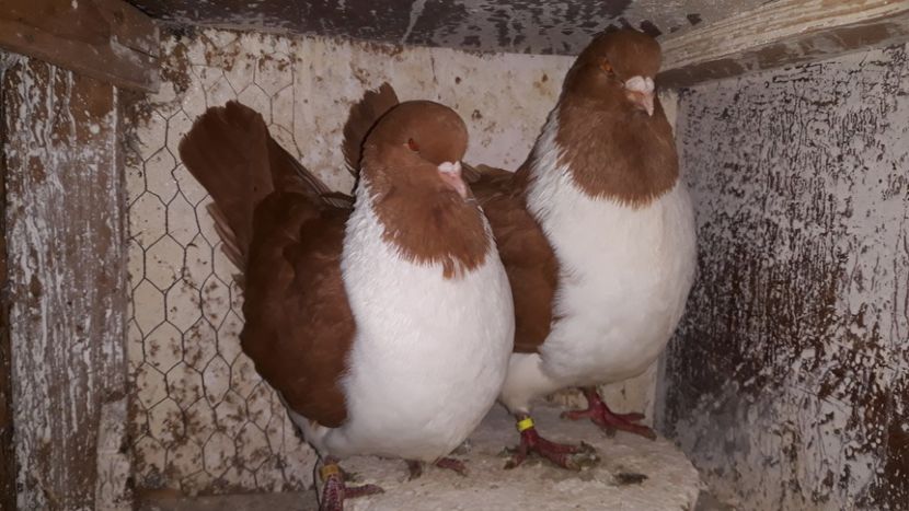  - porumbei strasseri