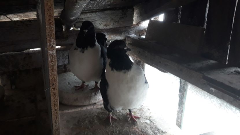  - porumbei strasseri