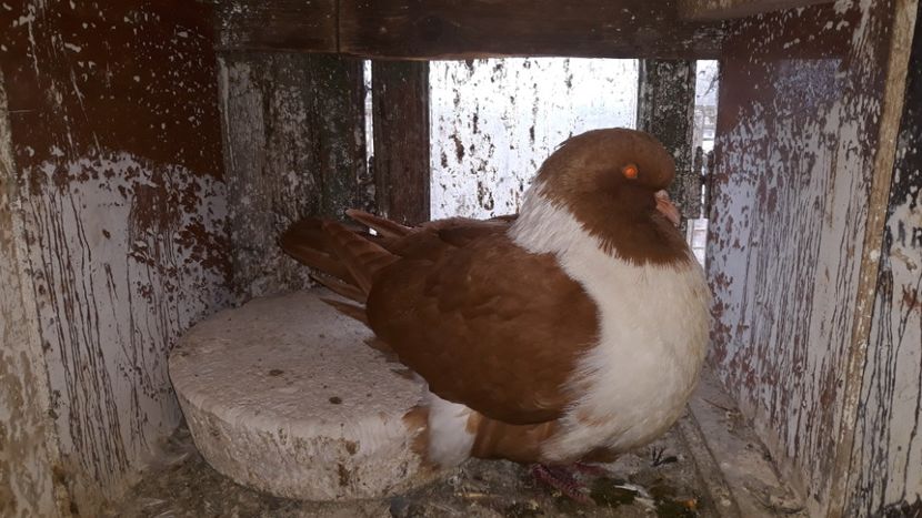  - porumbei strasseri