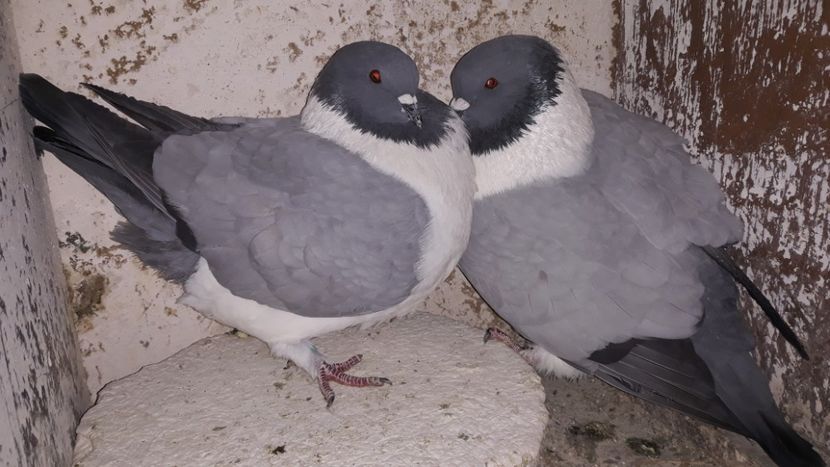  - porumbei strasseri