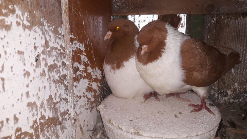  - porumbei strasseri