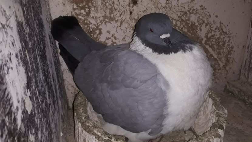  - porumbei strasseri