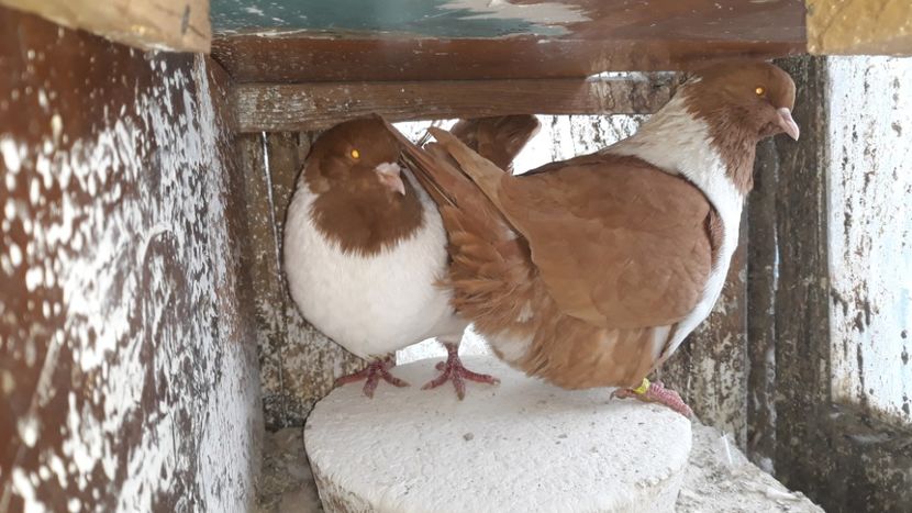  - porumbei strasseri