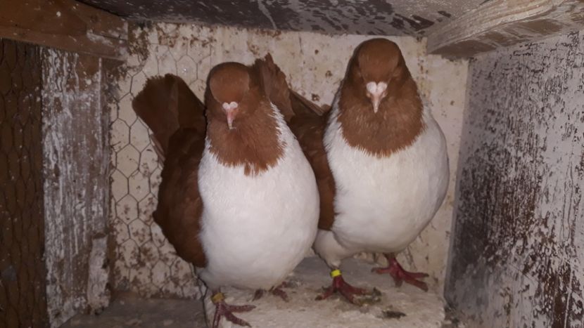  - porumbei strasseri