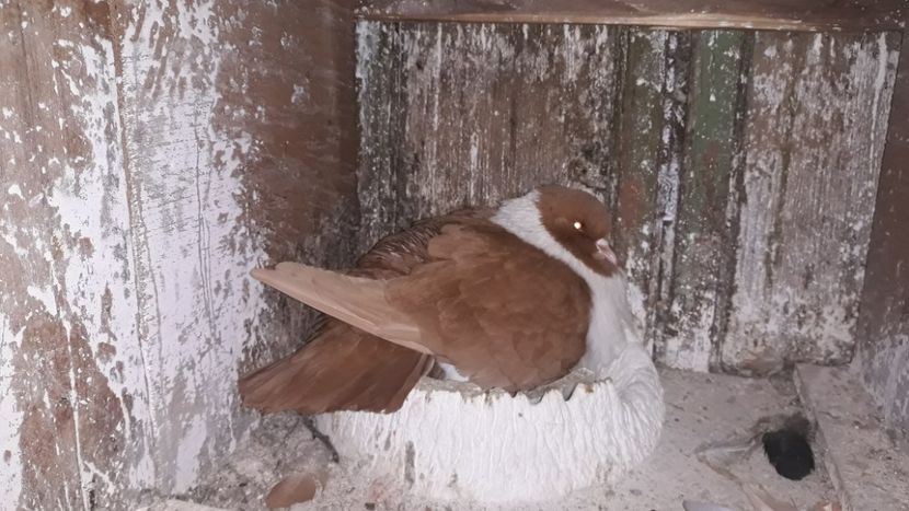  - porumbei strasseri