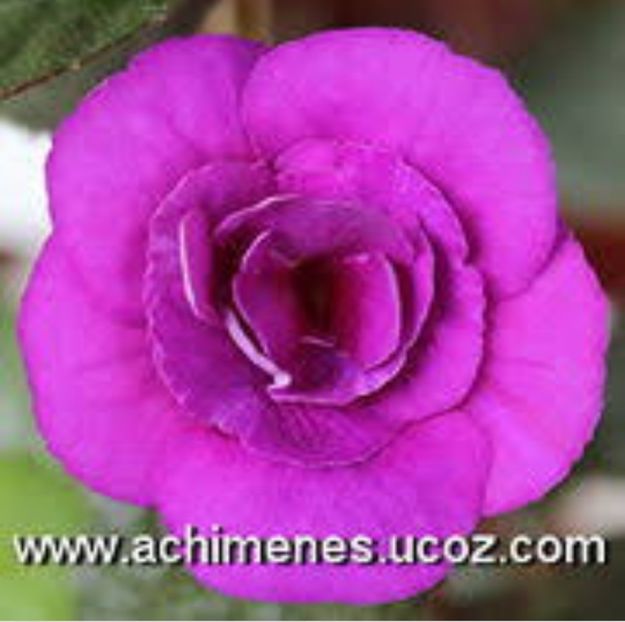 Purple Mystery - Noutăți Achimenes 2019