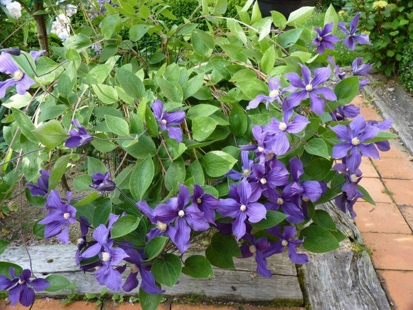  - Clematis integrifolia