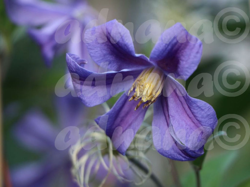  - Clematis integrifolia