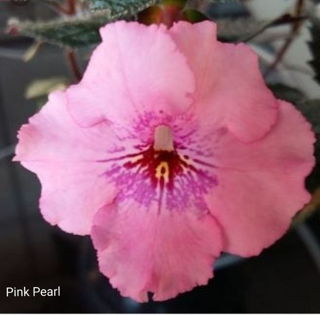 Pink Pearl - Noutăți Achimenes 2019