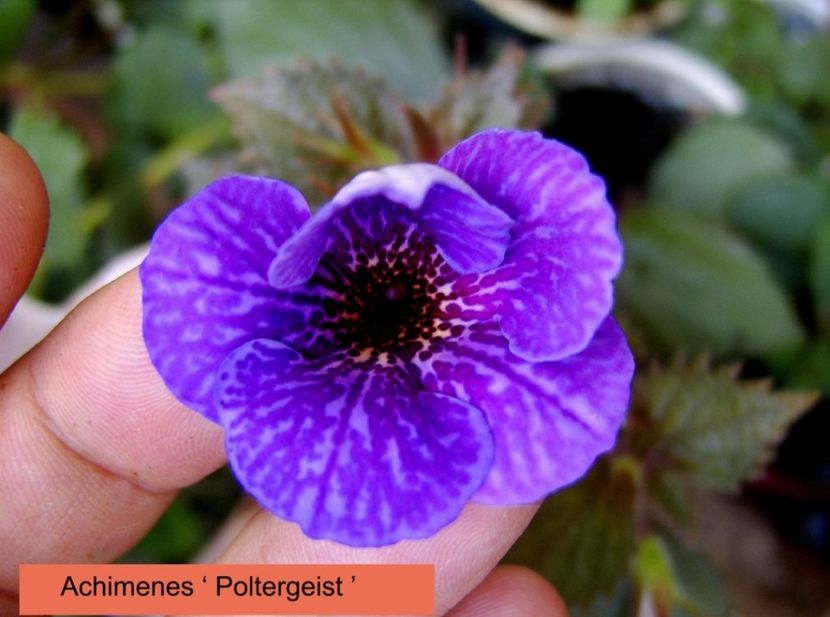 Poltergeist - Noutăți Achimenes 2019