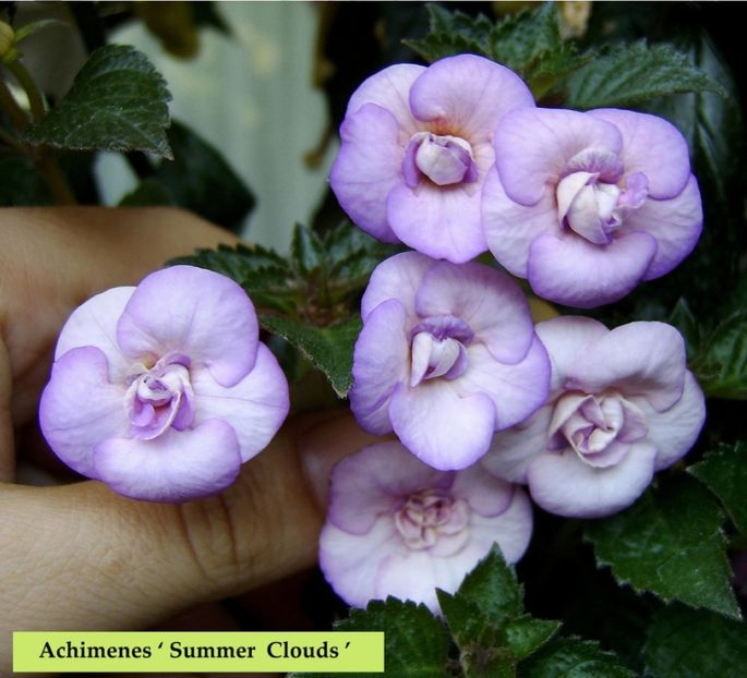 Summer Clouds - Noutăți Achimenes 2019