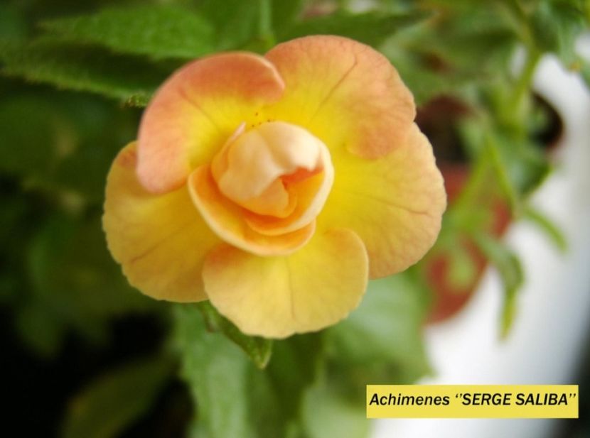 Serge Saliba - Noutăți Achimenes 2019