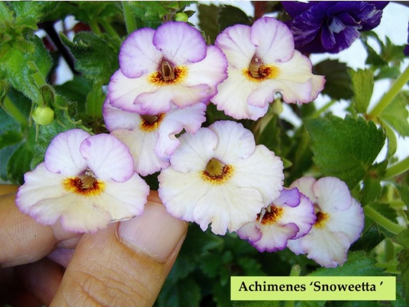 Snoweetta - Noutăți Achimenes 2019