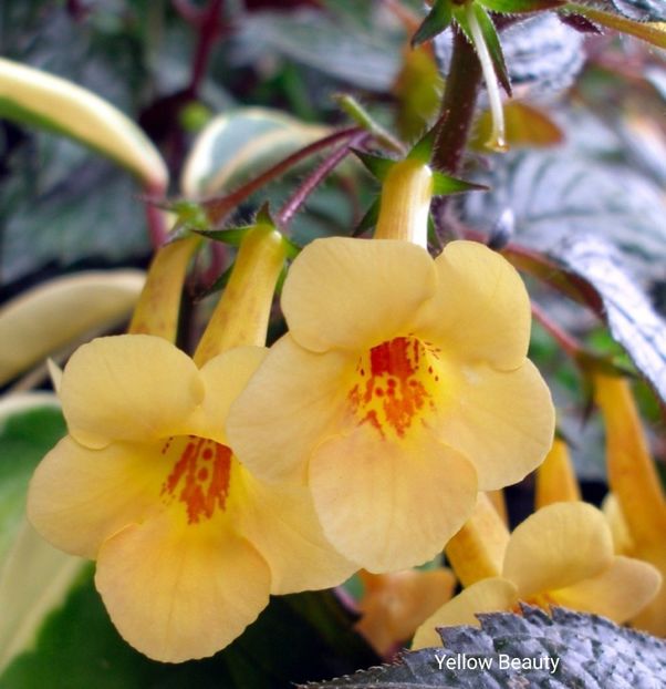 Yellow Beauty - Noutăți Achimenes 2019