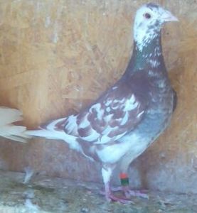 Mascul 2018-226....-20 lei - Porumbei Meulemans